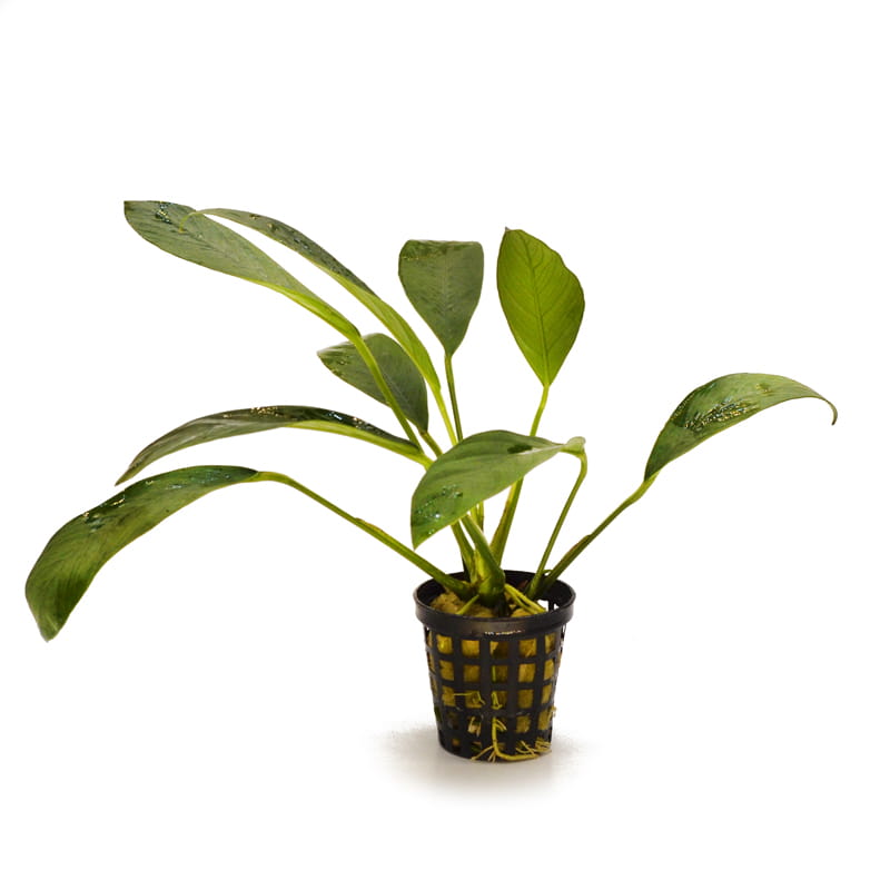 Anubias congensis F.jpg